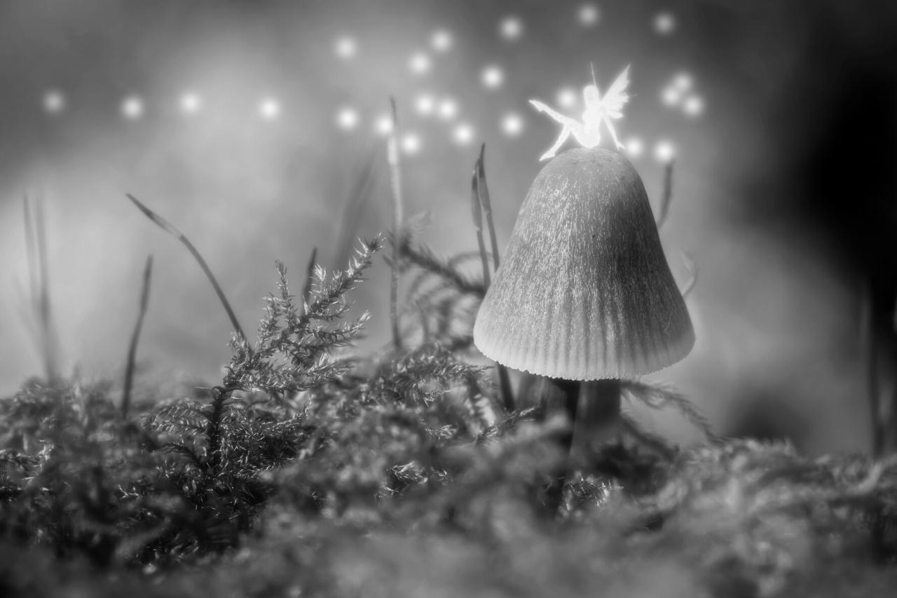 Magie van Feeën: Wat Kunnen Ze Met Hun Magie?