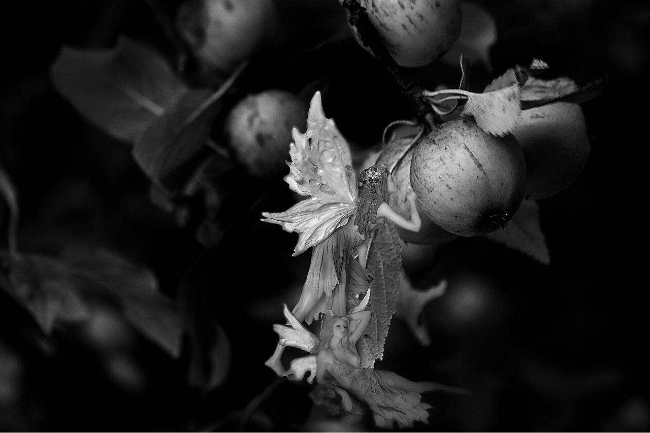 Wat eten feeën en wie geeft ze voedsel?